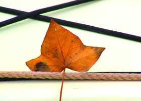 Leaf on deck of sea kayak