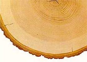 Cross section of tree