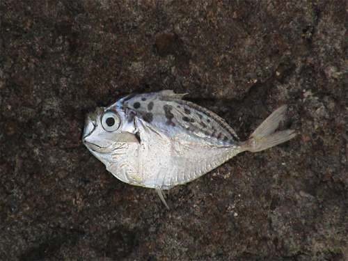 Small tropical fish
