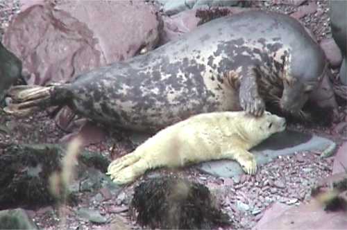 Seal pup with mother