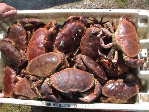 Box of crabs
