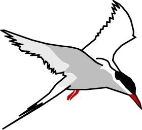 Drawing of Arctic tern
