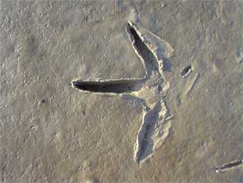 Egret footprint